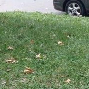 Meet your Posher, Steven